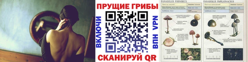 Псилоцибиновые грибы Psilocybine cubensis  блэк спрут ссылки  Нижневартовск  купить наркотики сайты 